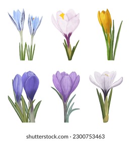 Vector watercolor spring flowers,crocuses.Illustration for design,decor,different ideas,postcards,holidays.