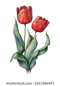 Vector Watercolor Spring red Tulips illustration set