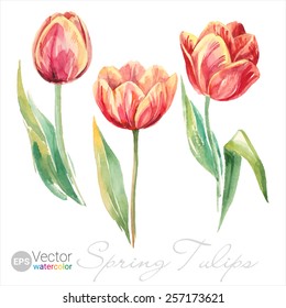 Vector Watercolor Spring Tulips