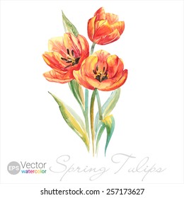 Vector Watercolor Spring Tulips