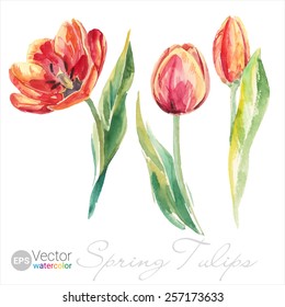 Vector Watercolor Spring Tulips