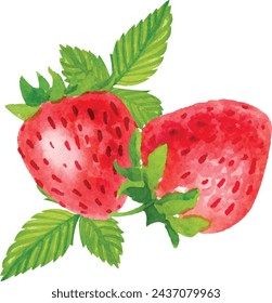 Vector Watercolor strawberry with Background