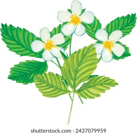 Vector Watercolor strawberry Flower with Green Leaf