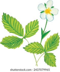 Vector Watercolor strawberry Flower with Green Leaf