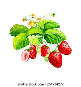 Vector Watercolor Strawberry On White Background 