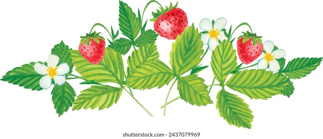 Vector Watercolor strawberry with white Background