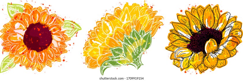 Vector watercolor sunflowers set, isolated on a white background, design elements for greeting cards and wedding invitations