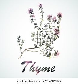 Vector watercolor Thyme. Botanical Illustration. Watercolor. Vector illustration. Illustration for greeting cards, invitations, and other printing projects.