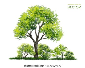 Vector watercolor tree or forest side view isolated on white background for landscape and architecture drawing,elements for environment or and garden,botanical element for section 