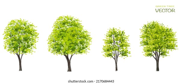 Vector watercolor tree or forest side view isolated on white background for landscape and architecture drawing,elements for environment or and garden,botanical element for section