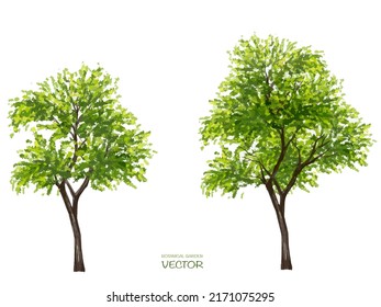 Árbol de acuarela vectorial o vista lateral del bosque aislado en fondo blanco para dibujo de paisaje y arquitectura, elementos para medio ambiente o jardín, elemento botánico para sección 