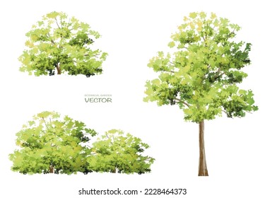 Árbol de acuarela vectorial o vista lateral del bosque aislado en fondo blanco para el dibujo de paisaje y arquitectura, elementos para el medio ambiente y el jardín, botánico para sección en primavera 