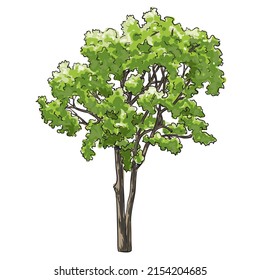 Árbol de acuarela vectorial aislado en fondo blanco para el diseño de paisajes y arquitectura
