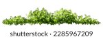 Vector watercolor of tree side view isolated on white background for landscape and architecture drawing, elements for environment and garden, painting botanical for section