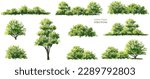 Vector watercolor of tree side view isolated on white background for landscape and architecture drawing, elements for environment and garden, painting botanical for section and elevation