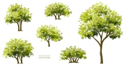 Vector Watercolor Of Tree Side View Isolated On White Background For Landscape And Architecture Drawing, Elements For Environment And Garden, Painting Botanical For Section And Elevation