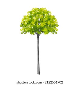 Vector of  watercolor tree side view isolated on white background  for landscape plan and architecture layout drawing, elements for environment and garden