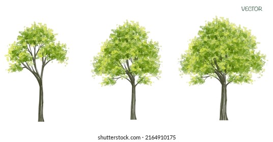 acuarela vectorial de la vista lateral del árbol aislada en fondo blanco para el dibujo de paisaje y arquitectura, elementos para el medio ambiente y el jardín, elementos botánicos 