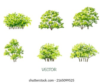 acuarela vectorial de la vista lateral del árbol aislada en fondo blanco para el dibujo de paisaje y arquitectura, elementos para el medio ambiente y el jardín, elementos botánicos 