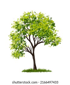 Vector watercolor of tree side view isolated on white background for landscape  and architecture drawing, elements for environment and garden,botanical for section 