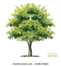 Vector watercolor of tree side view isolated on white background for landscape  and architecture drawing, elements for environment and garden, botanical for section 