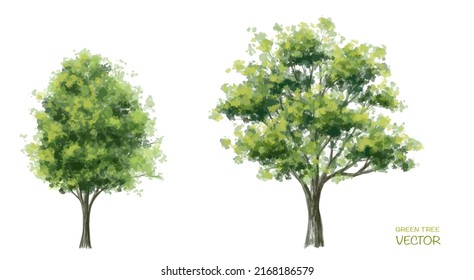 Vector Watercolor Of Tree Side View Isolated On White Background For Landscape  And Architecture Drawing, Elements For Environment And Garden,botanical For Section 