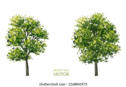 Vector watercolor of tree side view isolated on white background for landscape  and architecture drawing, elements for environment and garden,botanical for section 