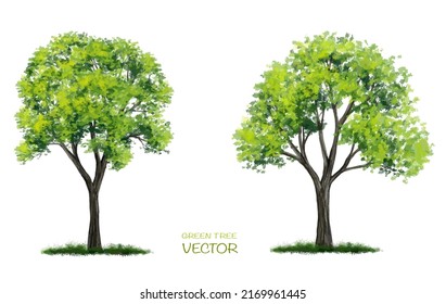 Vector watercolor of tree side view isolated on white background for landscape  and architecture drawing, elements for environment and garden,botanical for section 