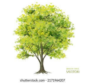 Image vectorielle à l'aquarelle vue latérale sur l'arbre isolée sur fond blanc pour le dessin du paysage et de l'architecture, éléments pour l'environnement et le jardin, section botanique 