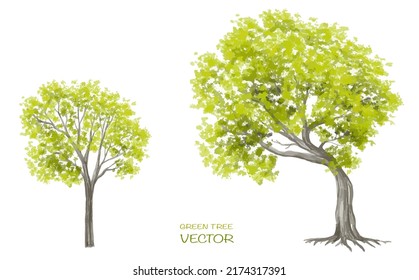 Vector watercolor of tree side view isolated on white background for landscape  and architecture drawing, elements for environment and garden,botanical for section 