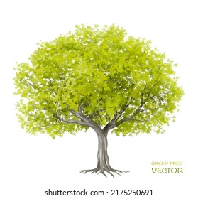 acuarela vectorial de la vista lateral del árbol aislada en fondo blanco para el dibujo de paisaje y arquitectura, elementos para el medio ambiente y el jardín,botánico para sección 