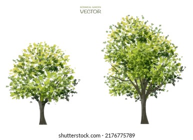  Vector watercolor of tree side view isolated on white background for landscape and architecture drawing, elements for environment and garden,botanical for section