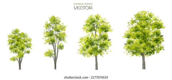 Vector watercolor of tree side view isolated on white background for landscape  and architecture drawing, elements for environment and garden,botanical for section