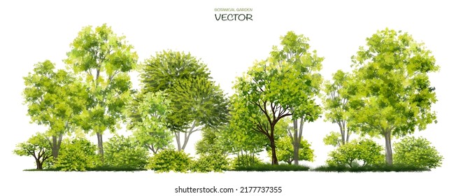 Acuarela vectorial de la vista lateral del árbol aislada en fondo blanco para el dibujo de paisaje y arquitectura, elementos para el medio ambiente y el jardín, botánico para la sección bosque verde 