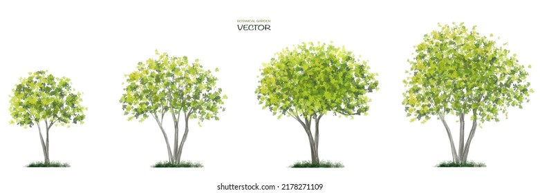 acuarela vectorial de la vista lateral del árbol aislada en fondo blanco para el dibujo de paisaje y arquitectura, elementos para el medio ambiente y el jardín,botánico para sección 