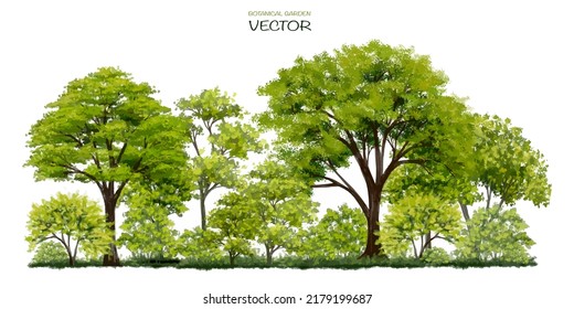 acuarela vectorial de la vista lateral de los árboles aislada sobre fondo blanco para el dibujo de paisajes y arquitectura, elementos para el medio ambiente y el jardín, pintura botánica para la sección 