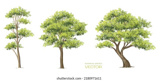 Vector watercolor of tree side view isolated on white background for landscape and architecture drawing, elements for environment and garden, painting botanical for section