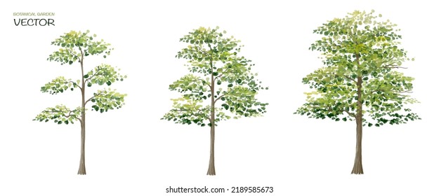 Vector watercolor of tree side view isolated on white background for landscape and architecture drawing, elements for environment and garden, painting botanical for section