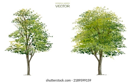 Vector watercolor of tree side view isolated on white background for landscape and architecture drawing, elements for environment and garden, painting botanical for section