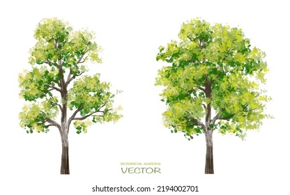 Vector watercolor of tree side view isolated on white background for landscape  and architecture drawing, elements for environment and garden, painting botanical for section 