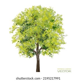 Vector watercolor of tree side view isolated on white background for landscape and architecture drawing, elements for environment and garden, painting botanical for section