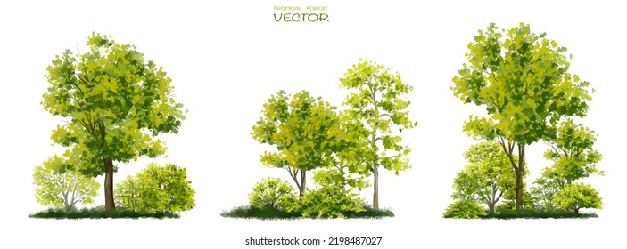 Vector watercolor of tree side view isolated on white background for landscape and architecture drawing, elements for environment and garden,botanical with grass for section