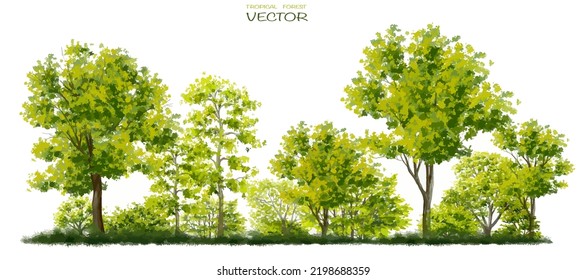 Vector watercolor of tree side view isolated on white background for landscape  and architecture drawing, elements for environment and garden, painting botanical for section 