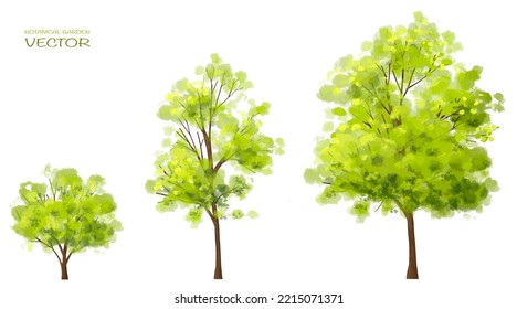 Vector Watercolor Of Tree Side View Isolated On White Background For Landscape  And Architecture Drawing, Elements For Environment And Garden, Painting Botanical For Section And Elevation