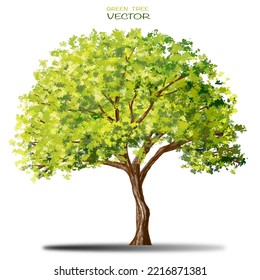 Vector Watercolor Of Tree Side View Isolated On White Background For Landscape  And Architecture Drawing, Elements For Environment And Garden, Painting Botanical For Section And Elevation 