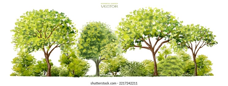 Vector Watercolor Of Tree Side View Isolated On White Background For Landscape  And Architecture Drawing, Elements For Environment And Garden, Painting Botanical For Section And Elevation 