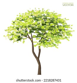 Vector Watercolor Of Tree Side View Isolated On White Background For Landscape  And Architecture Drawing, Elements For Environment And Garden, Painting Botanical For Section And Elevation 