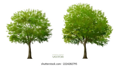 acuarela vectorial de la vista lateral del árbol aislada en fondo blanco para el dibujo de paisaje y arquitectura, elementos para el medio ambiente y el jardín, pintura botánica para sección y elevación