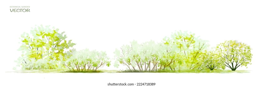 Vector Watercolor Of Tree Side View Isolated On White Background For Landscape And Architecture Drawing, Elements For Environment And Garden, Painting Botanical For Section And Elevation