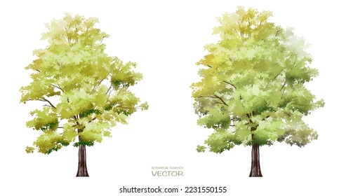 Vector watercolor of tree side view isolated on white background for landscape and architecture drawing, elements for environment and garden, painting botanical for section and elevation